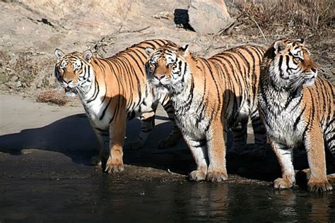 個性的意思 夢到三隻老虎